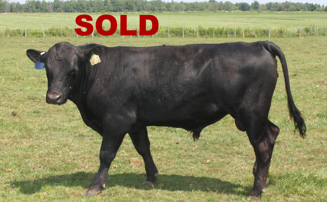 Black Angus Registered Top Rated Stud Bull - Rampage Bambler